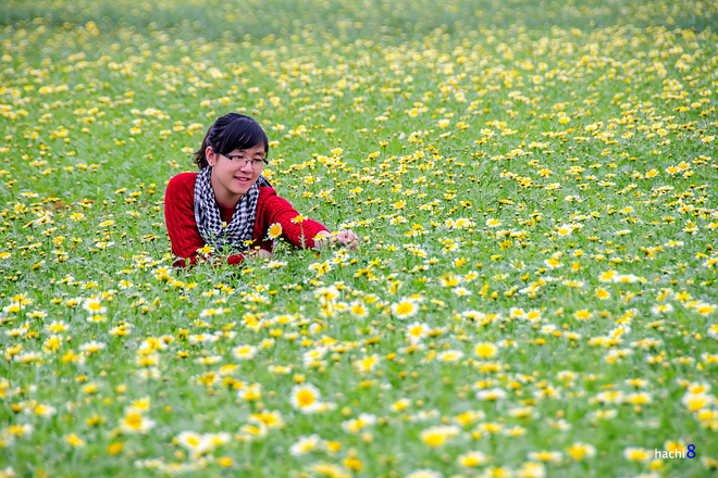 Tại cánh đồng Kim Sơn, những cánh hoa trắng cứng cáp hơn chao nghiêng trong gió càng làm nổi bật màu nhụy vàng rực rỡ.